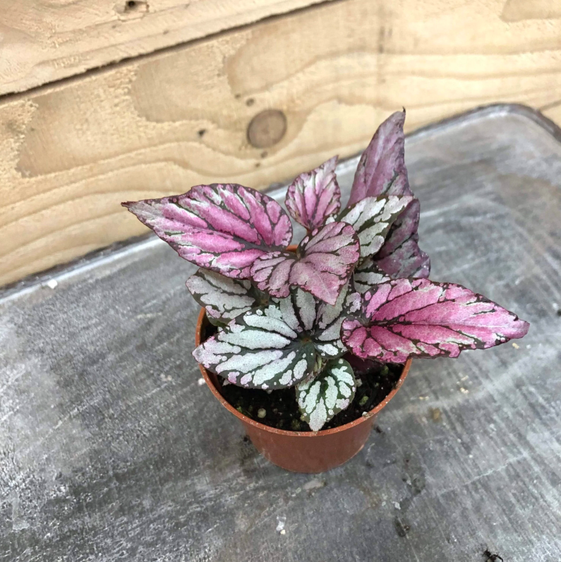 Бегония Рекс Мэджик Колор Хью Маклахлан (Begonia Rex Hugh Mclauchlan) D6см