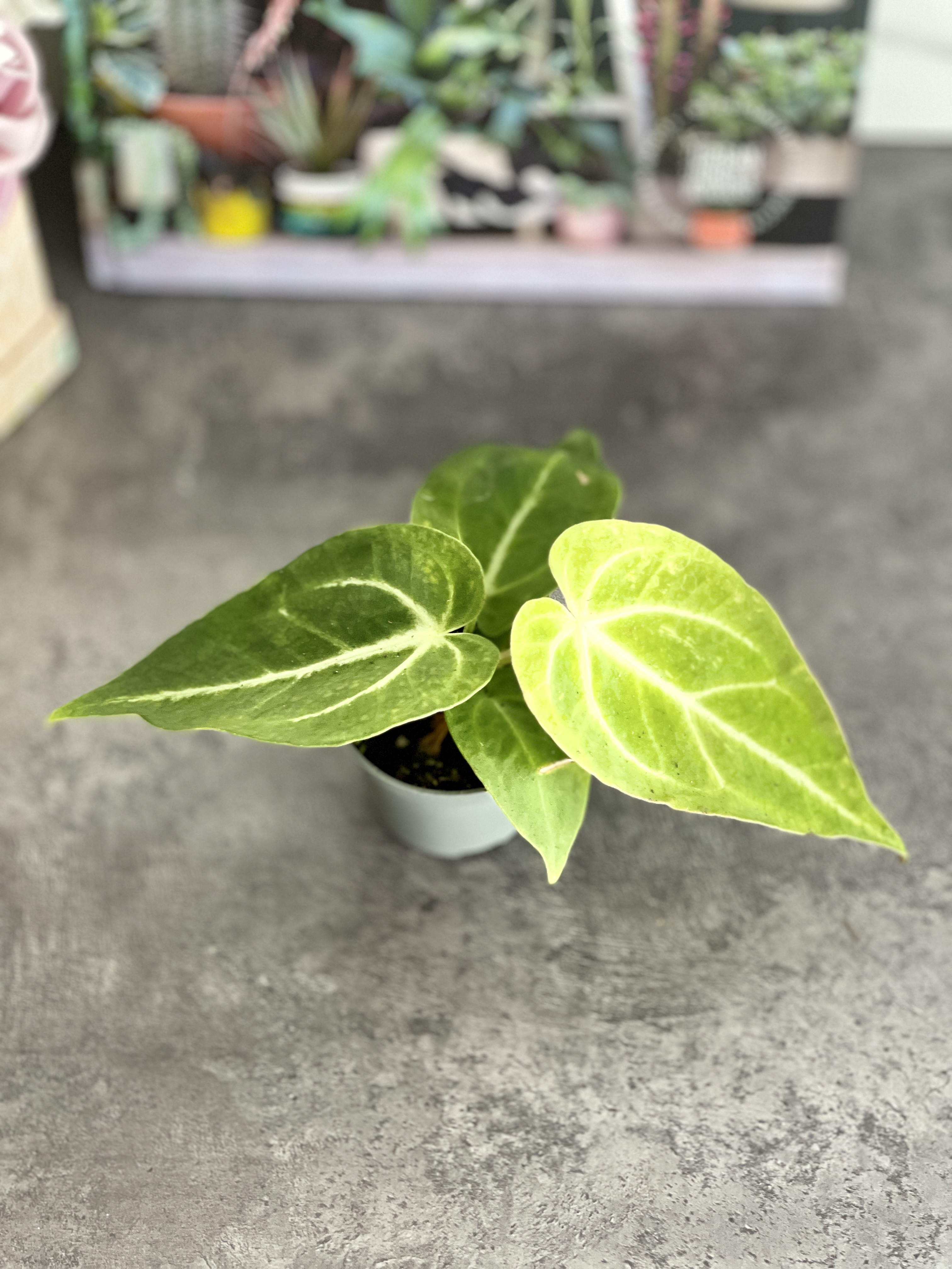 Антуриум Магнификум, или Великолепный (Anthurium Magnificum) D6см