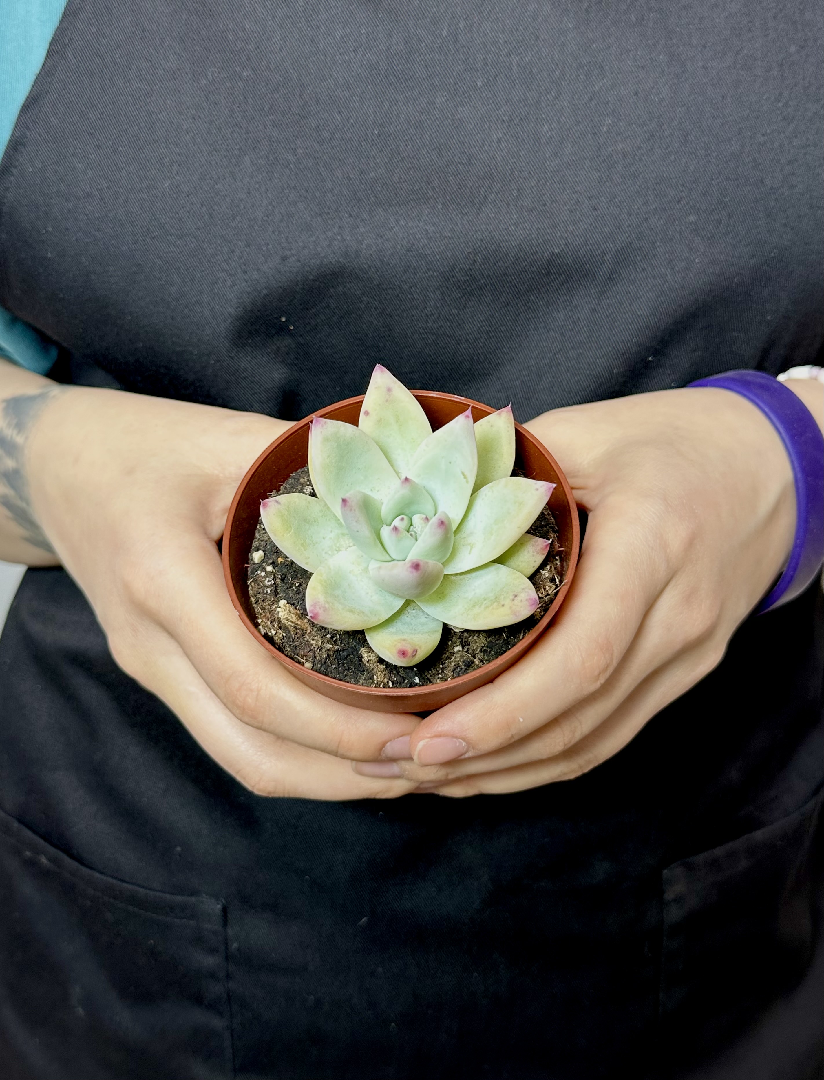 Эхеверия Мексиканский Гигант (Echeveria Mexican Giant) D8,5см