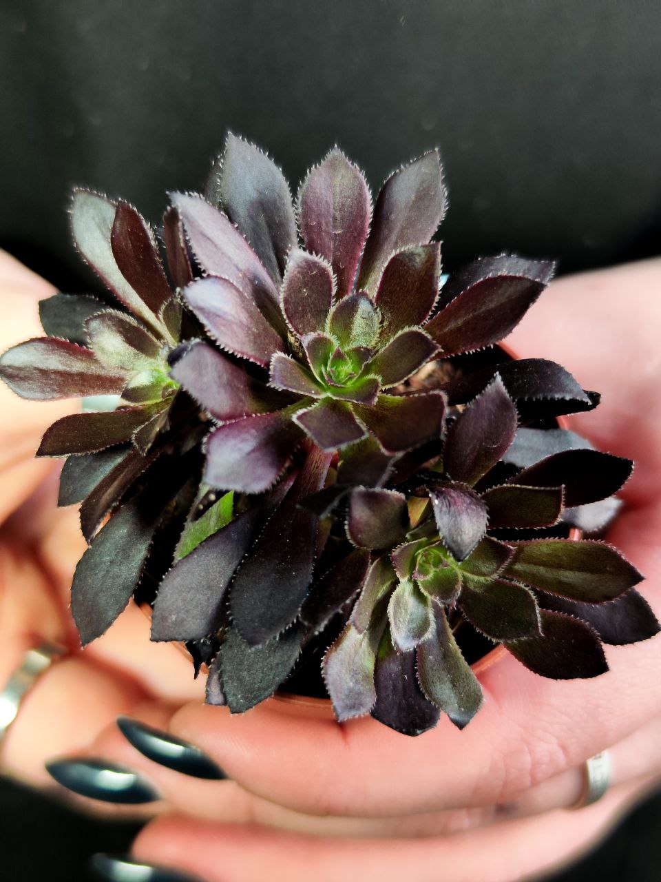 Эониум Арбореум (Aeonium Arboreum) D5см