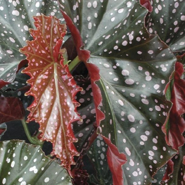 Бегония Краклин Рози (Begonia Cracklin Rosie) D12см