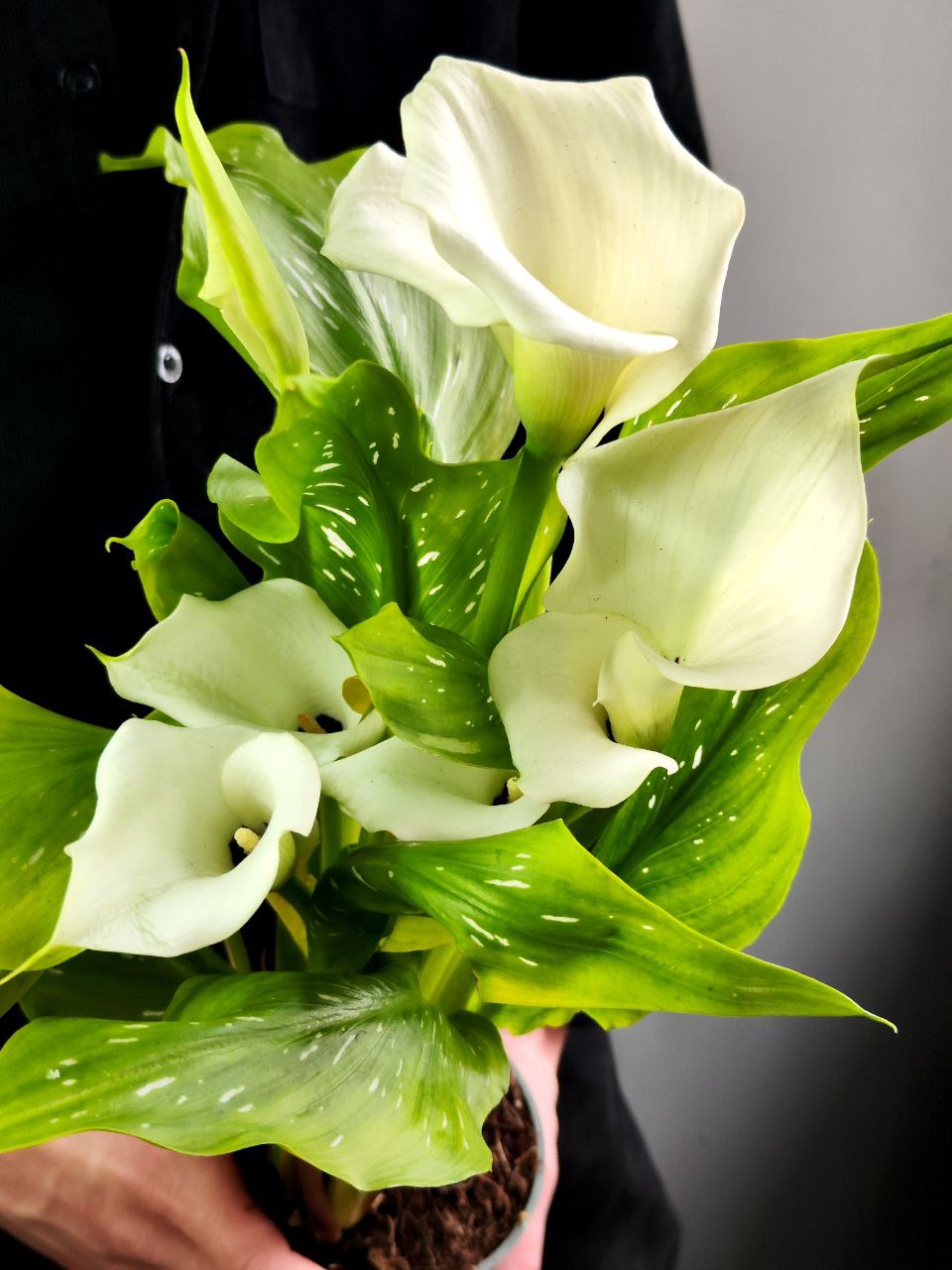Зантедеския Белая (Zantedeschia White) D12см