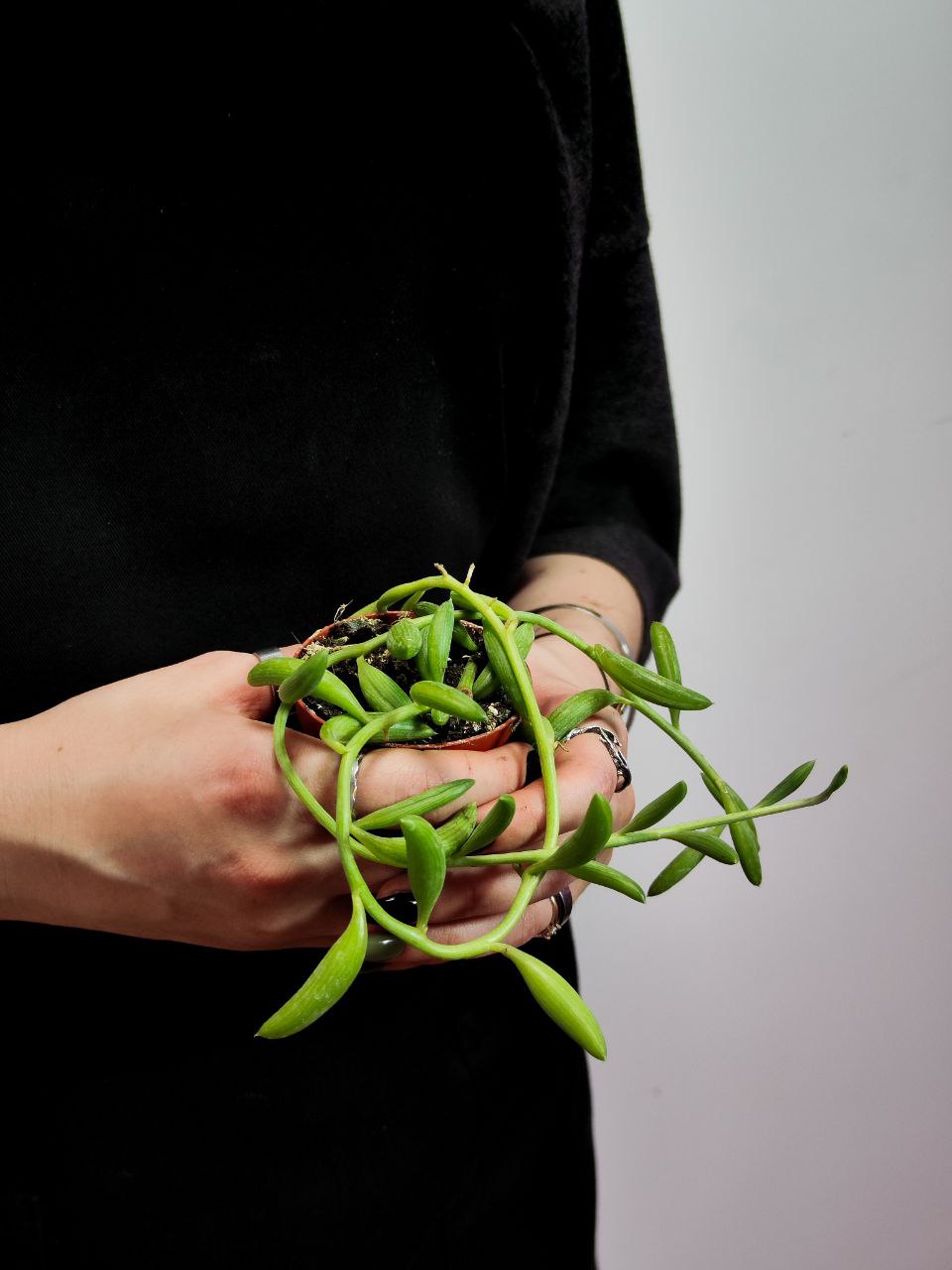 Крестовник Радиканс Бананас (Senecio Radicans) D6см
