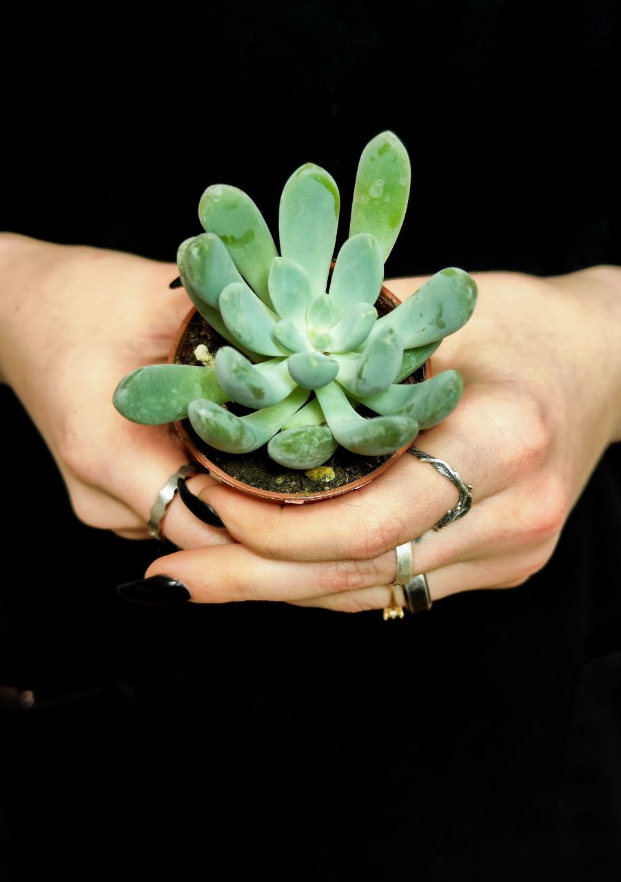 Пахифитум Каукатеканский (Pachyphytum Cuicatecanum) D5см