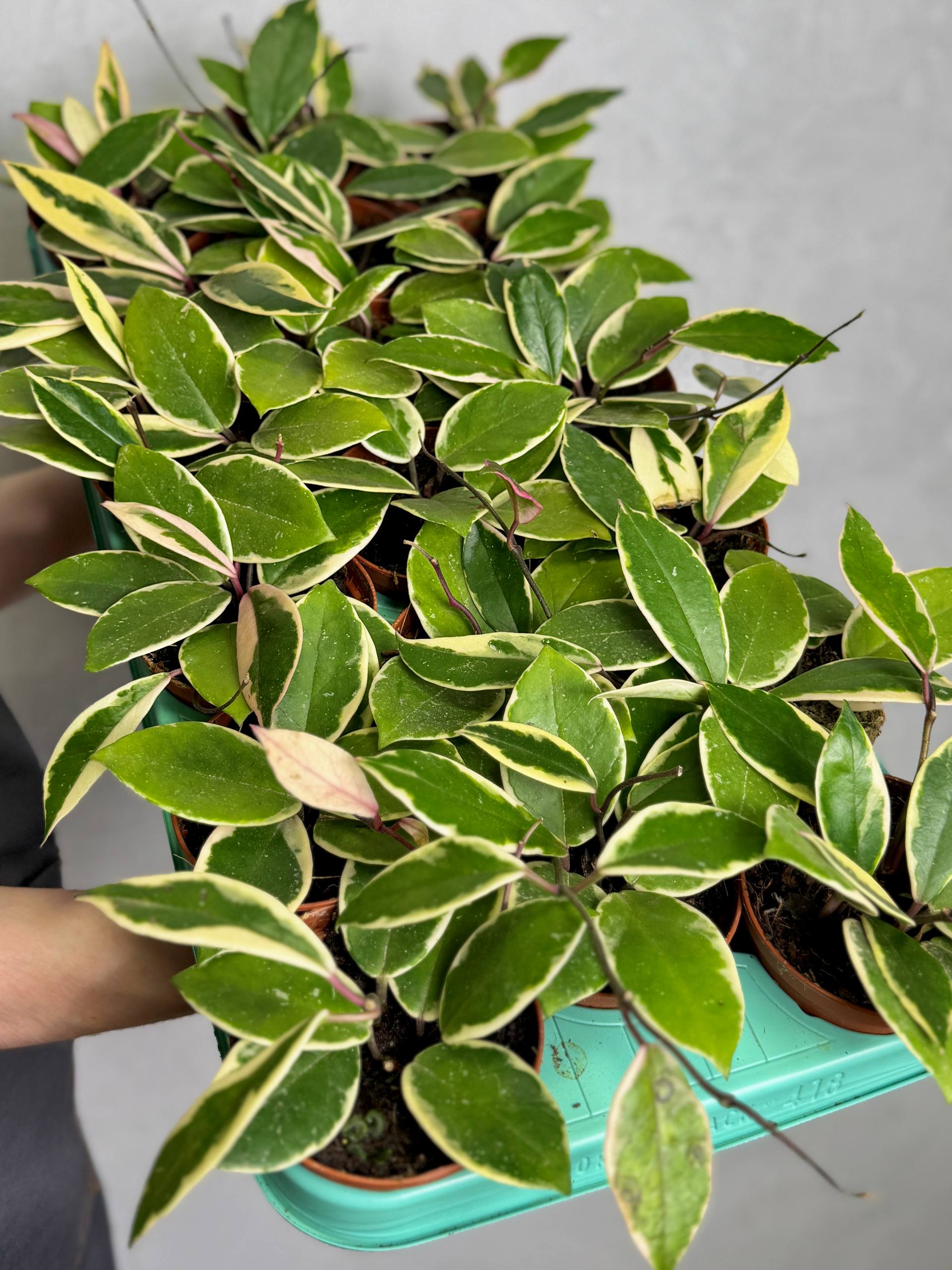 Хойя Фламинго Дрим (Hoya Flamingo Dream) D9см