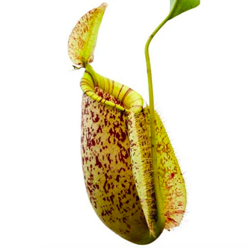 Непентес Хукериана (Nepenthes Hookeriana) D9см