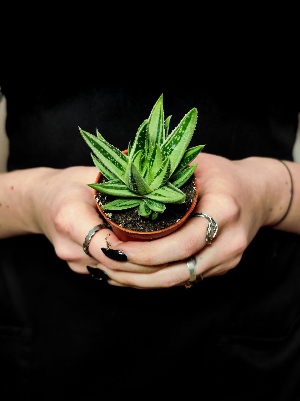 Гастералоэ Вариегата (Gasteraloe Variagata) D5см