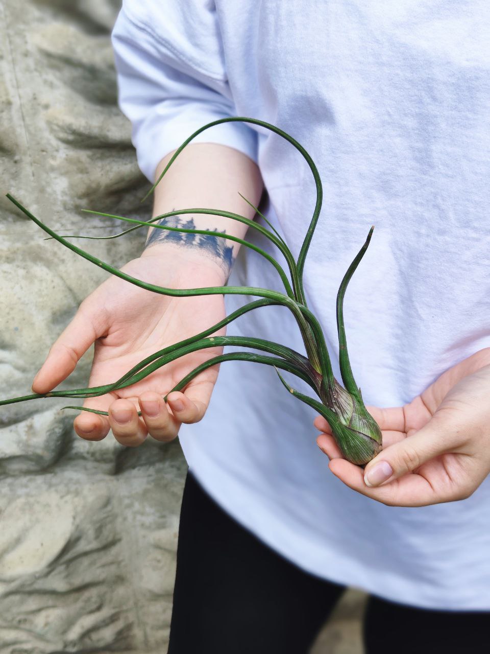 Тилландсия Псевдобалей (Tillandsia pseudobaileyi) XL