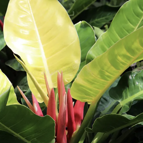 Филодендрон Мунлайт (Philodendron Moonlight) D12см
