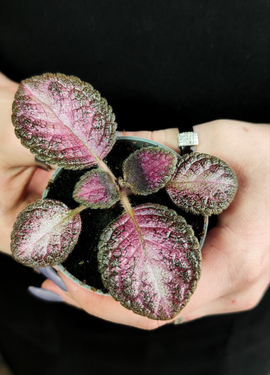Эписция Малай Джем (Episcia Malayan Gem) D6см