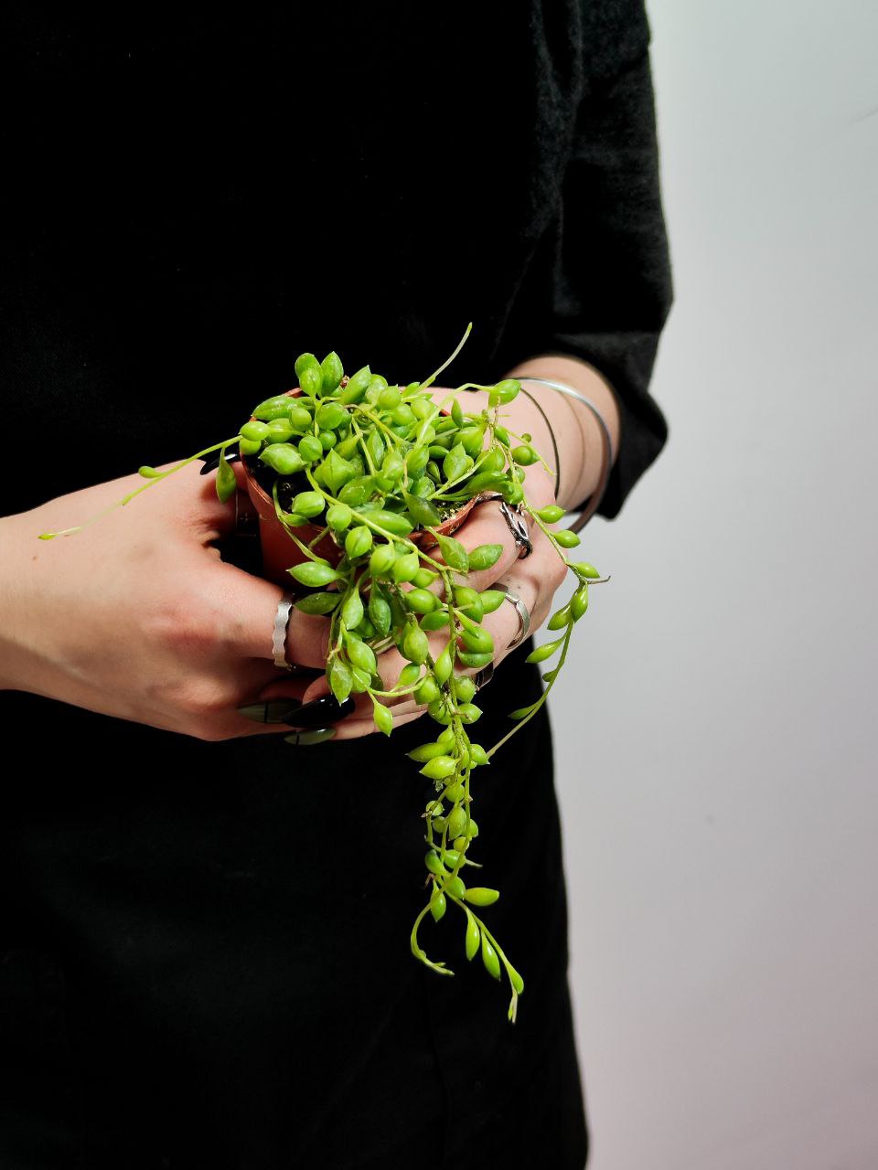 Крестовник Геррейна (Senecio Herreianus) D6см