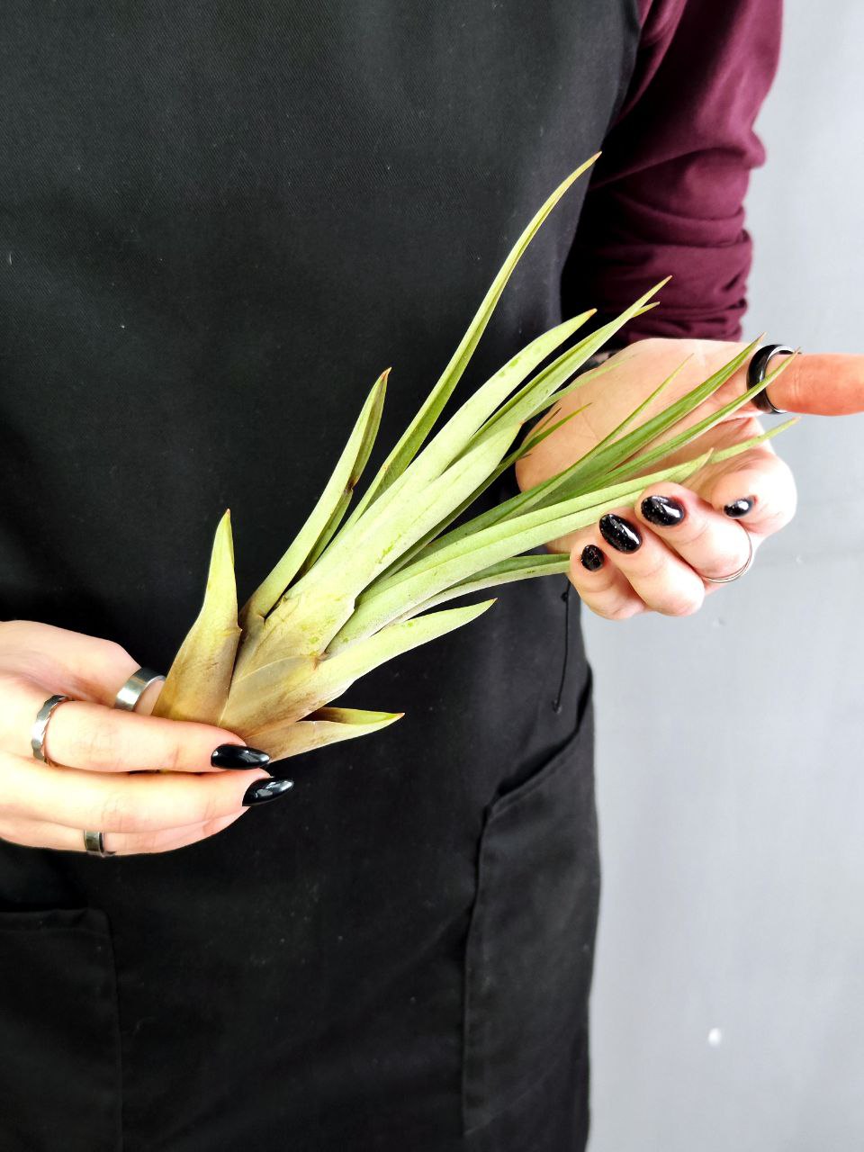 Тилландсия Фасцикулята XL (Tillandsia Fasciculata)