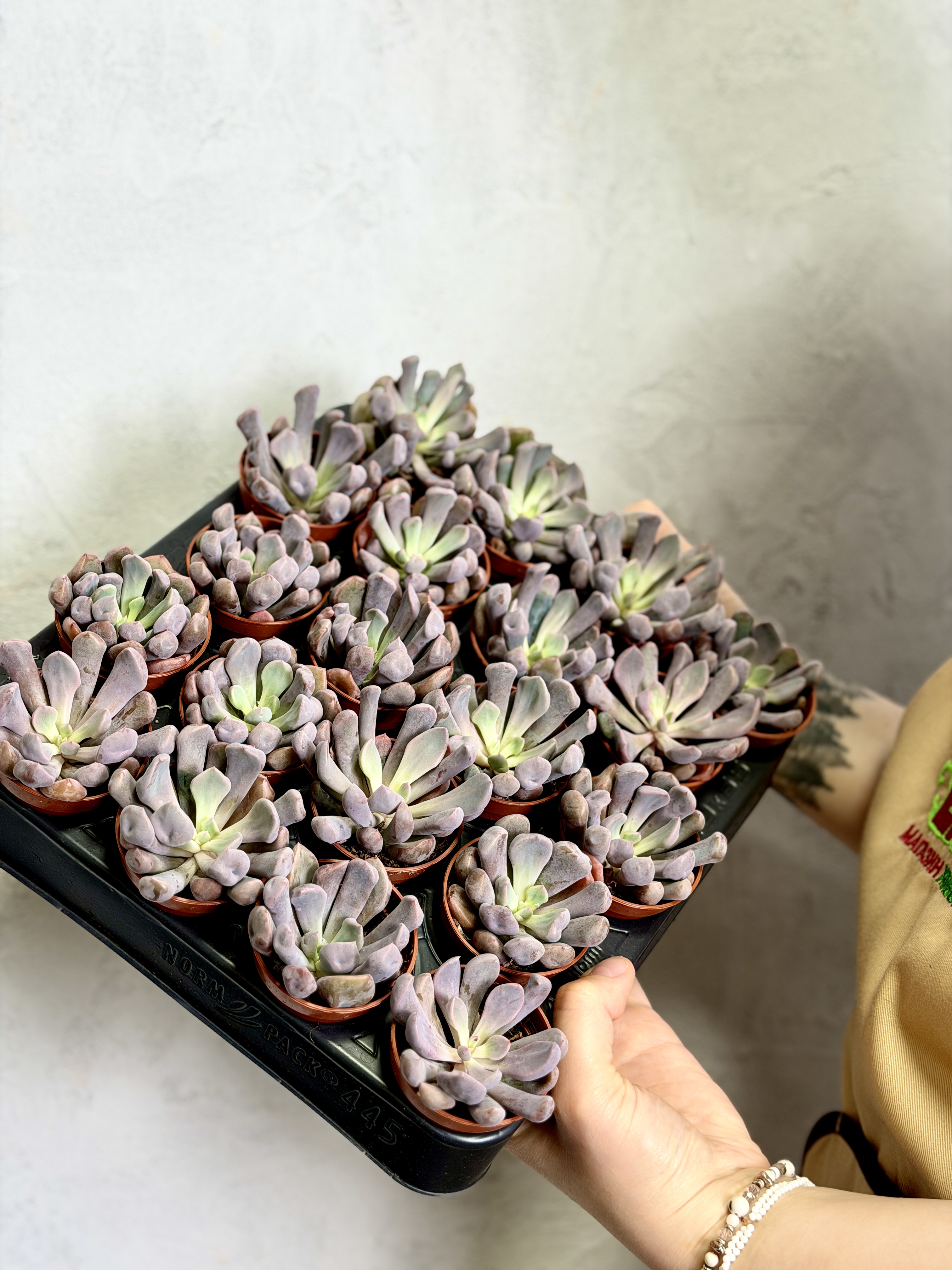 Эхеверия Купидон, или Лилак Спунс (Graptoveria Lilac Spoons) D5см