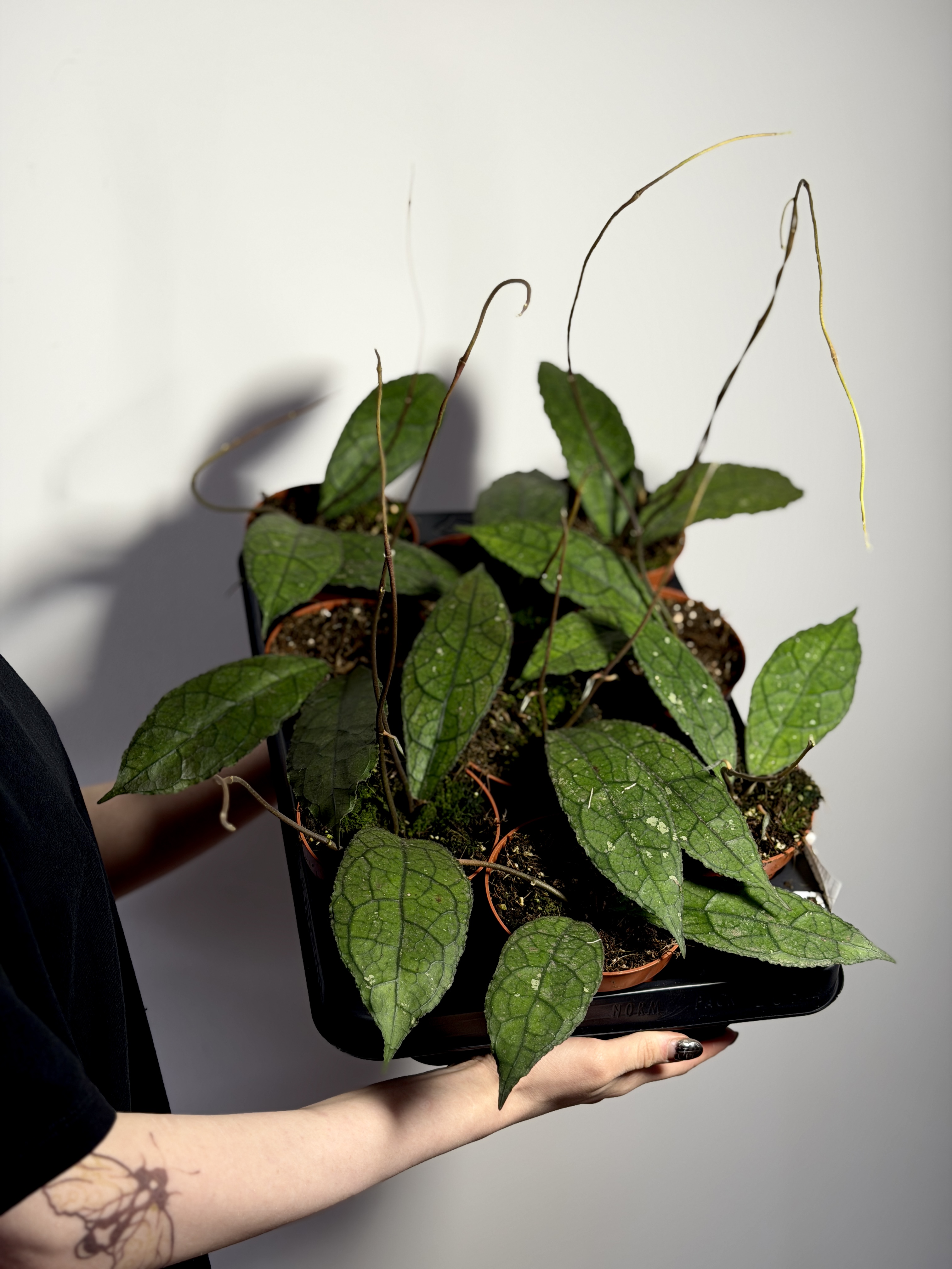 Хойя Клемензиорум Дарк Лиф (Hoya Clemensiorum Dark Leaf) D10см