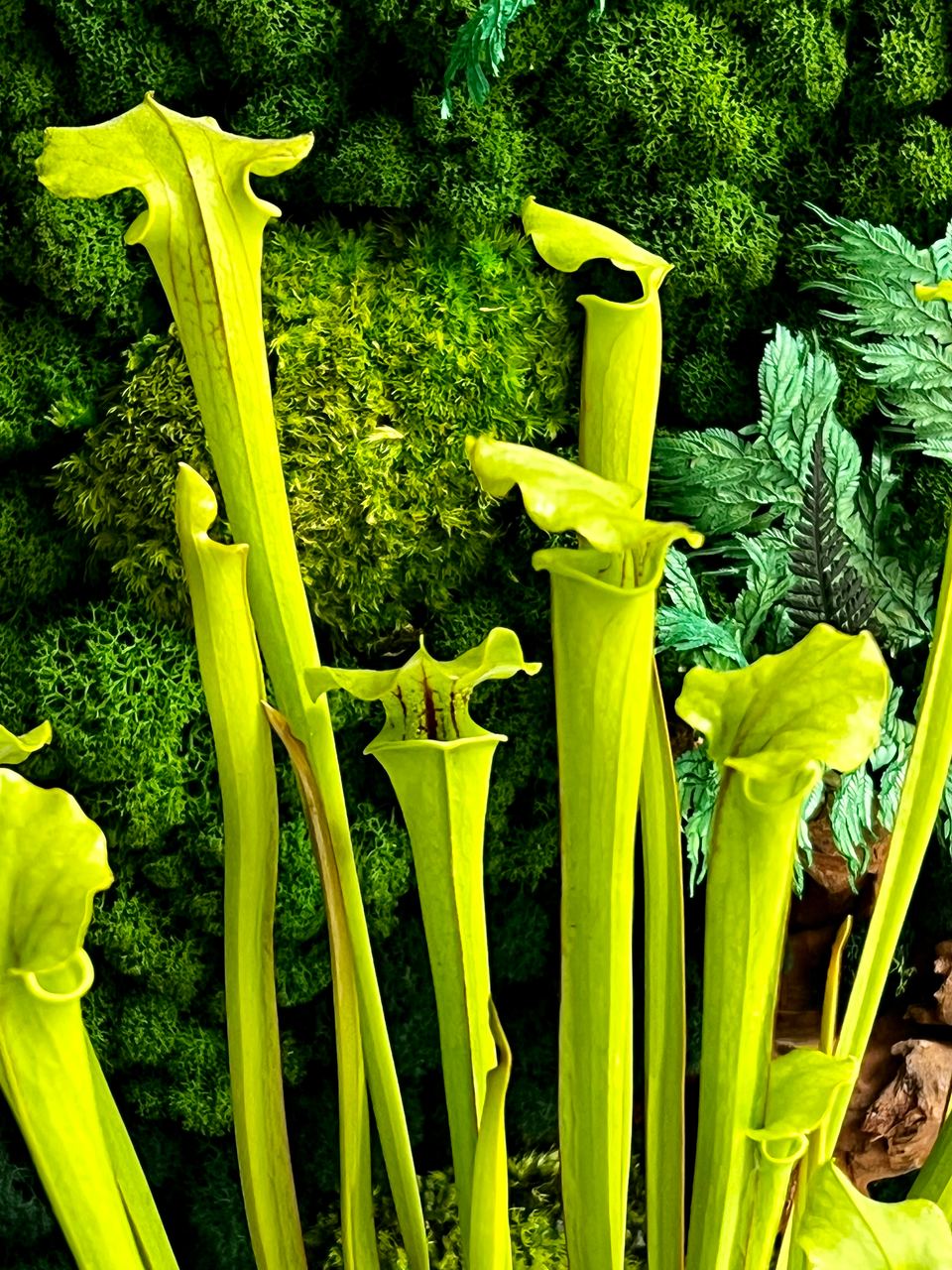 Саррацения Флава (Sarracenia Flava) D12см