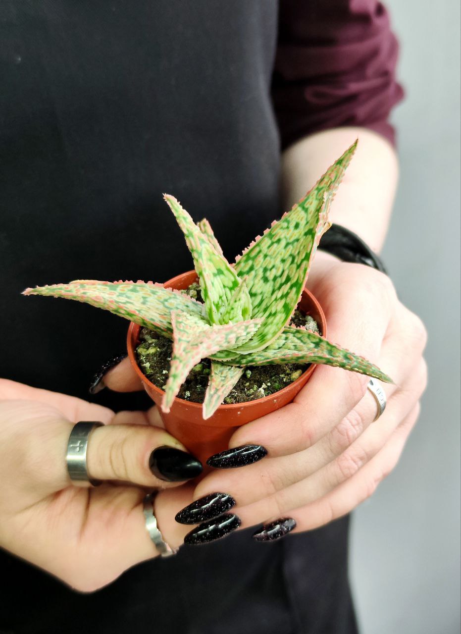 Алоэ Карола (Aloe Cristmas Carol) D5см