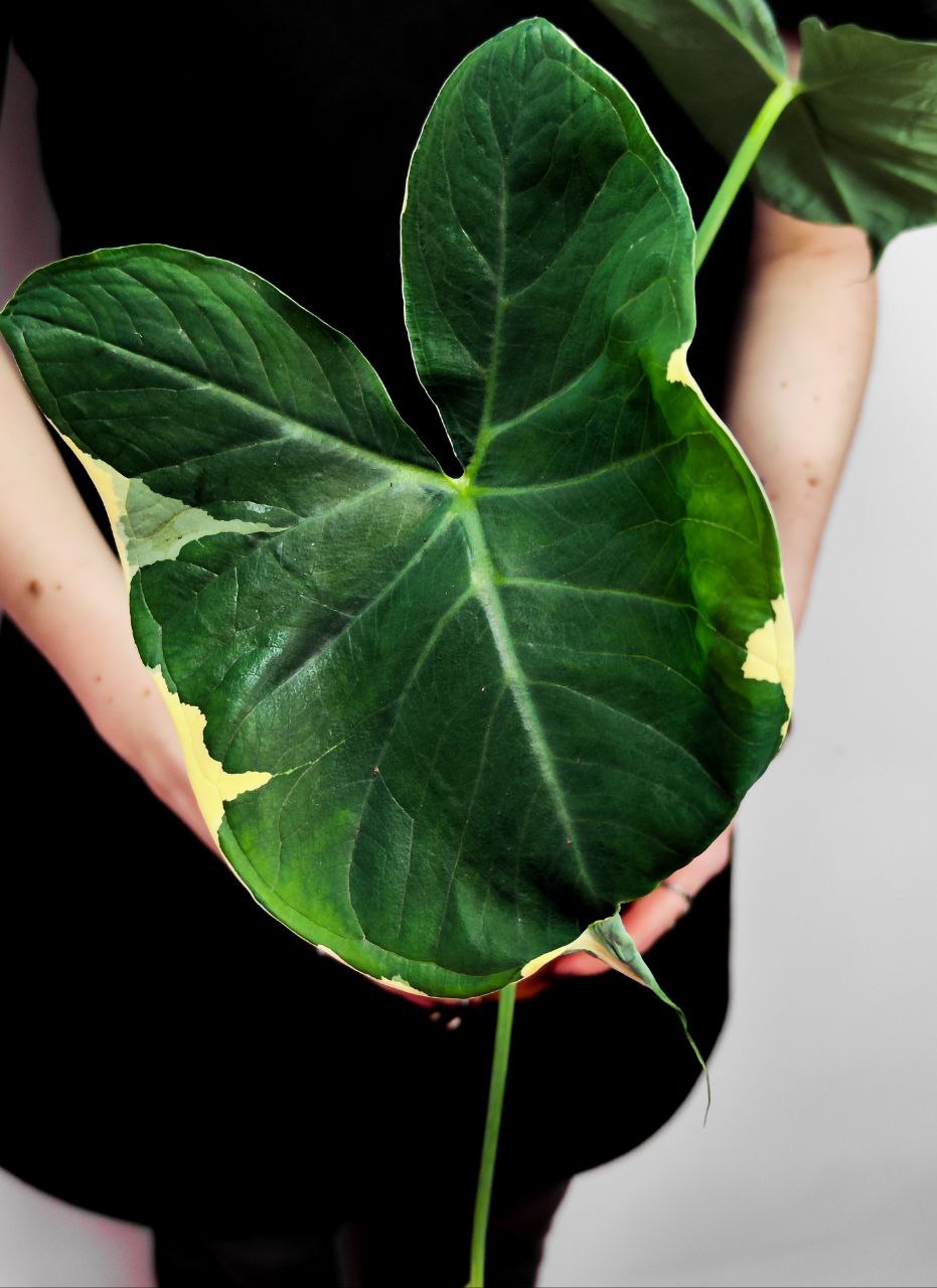 Алоказия Микки Маус (Alocasia Xanthosoma Mickey Mous) D12см