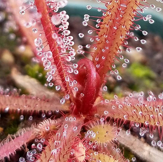 Росянка Адель (Drosera adelae) пересаженная D10см