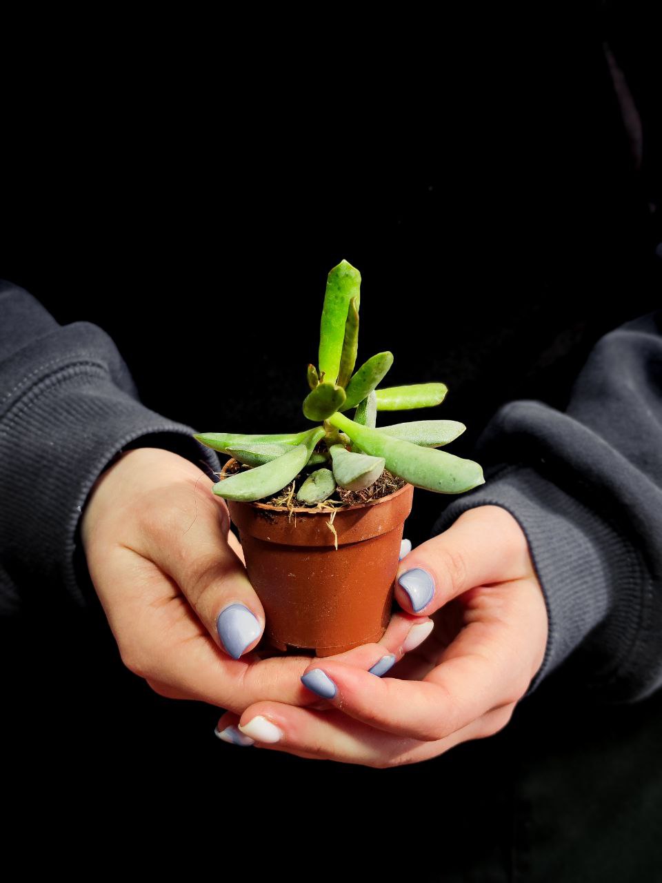Адромискус Филикаулис, или Тонкостебельный (Adromischus Filicaulis) D5см