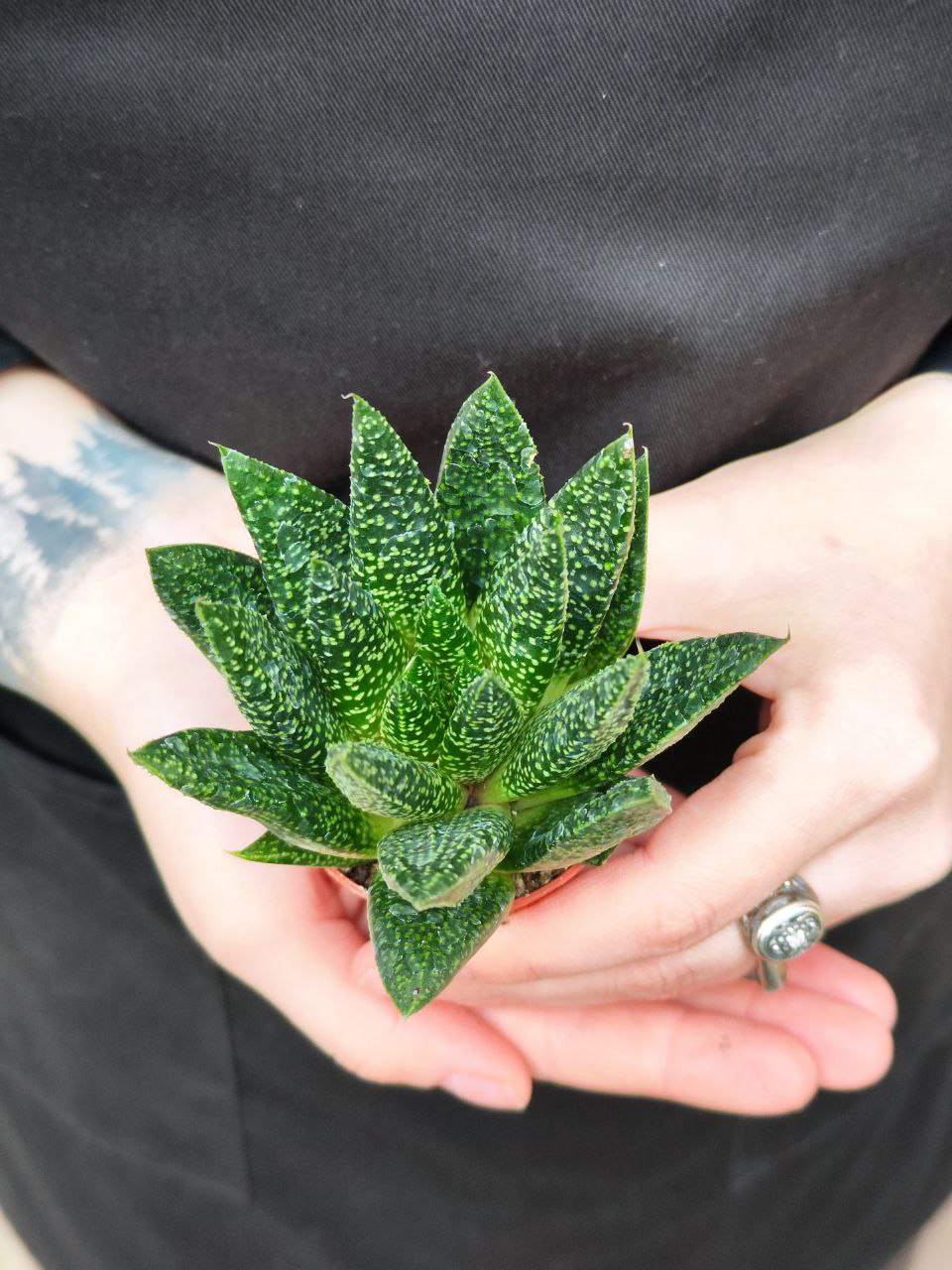 Гастерия Дуэ (Gasteria Due) D5см