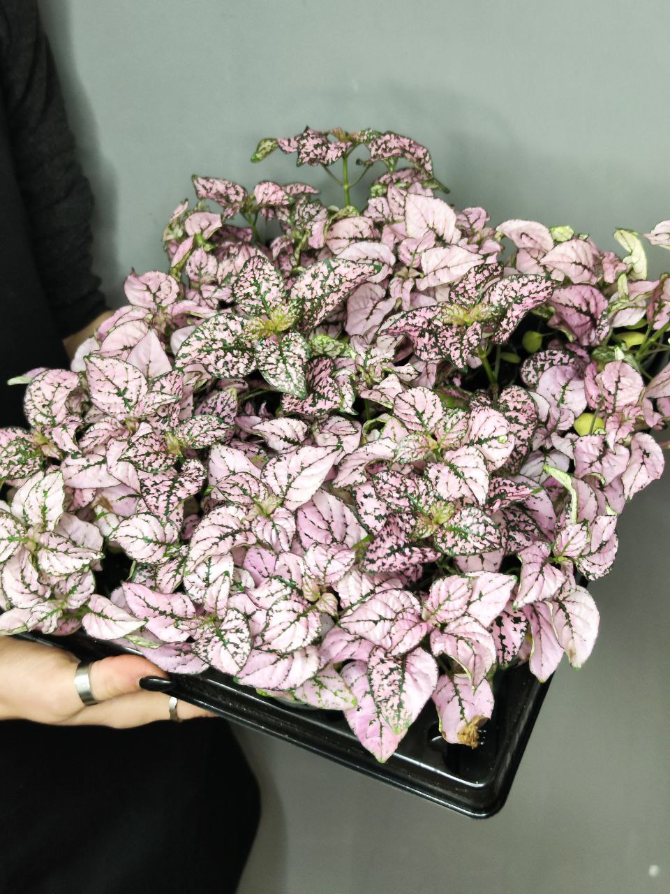 Гипоэстес Листоколосковый Пинк (Hypoestes Phyllostachya Pink) D6см