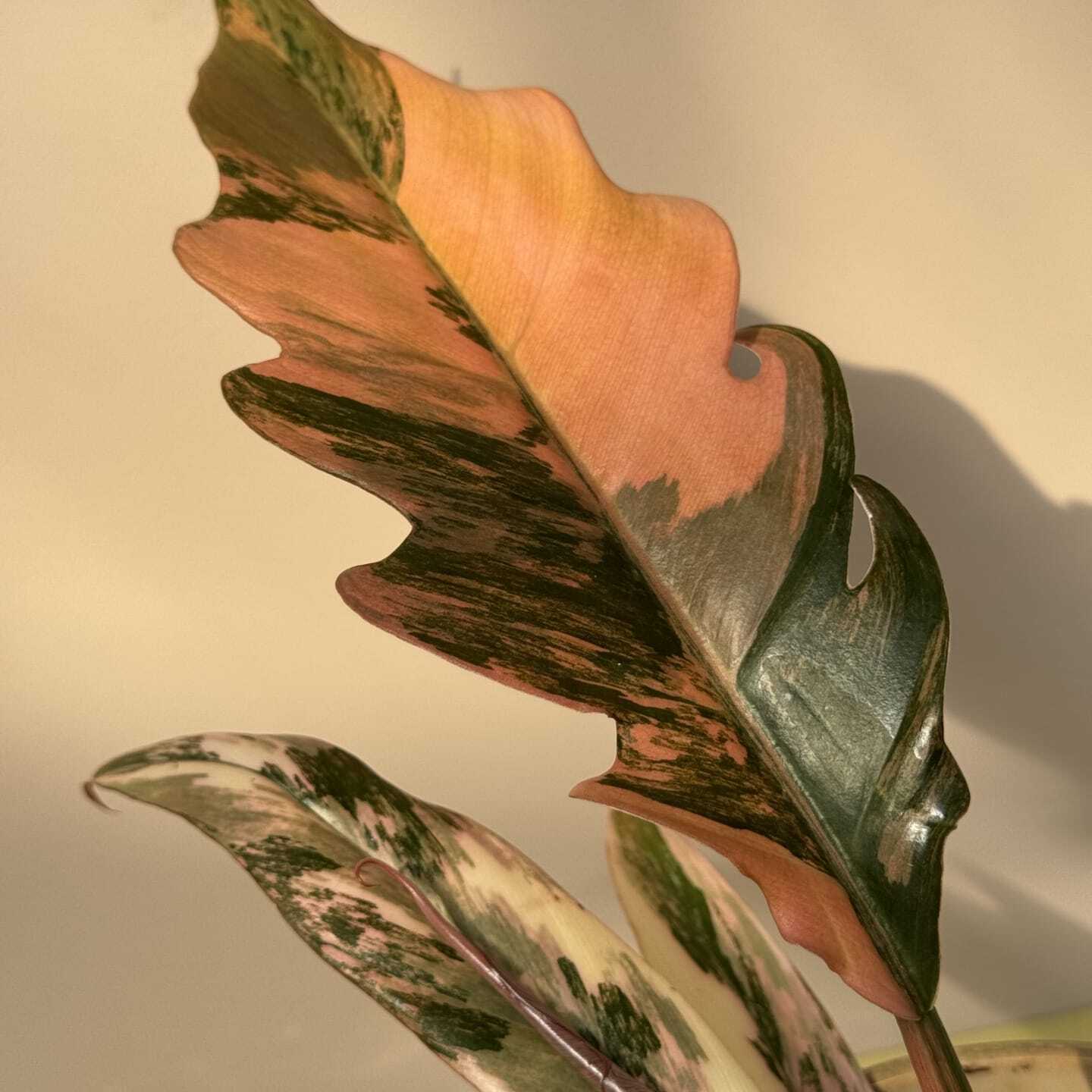 Филодендрон Карамель Марбл Вариегатный (Philodendron Caramel Marble Variegated) D12см