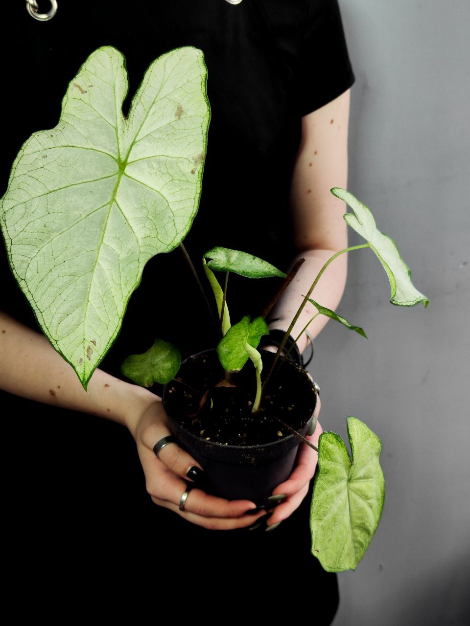 Каладиум Флорида Мунлайт (Caladium Florida Moonlight) D12см