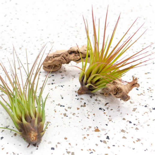 Тилландсия Меланократер Ред (Tillandsia Melanocrater Red)