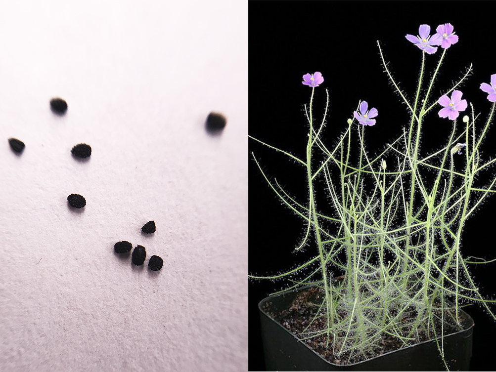 Семена Библиса (Byblis liniflora) 2 шт