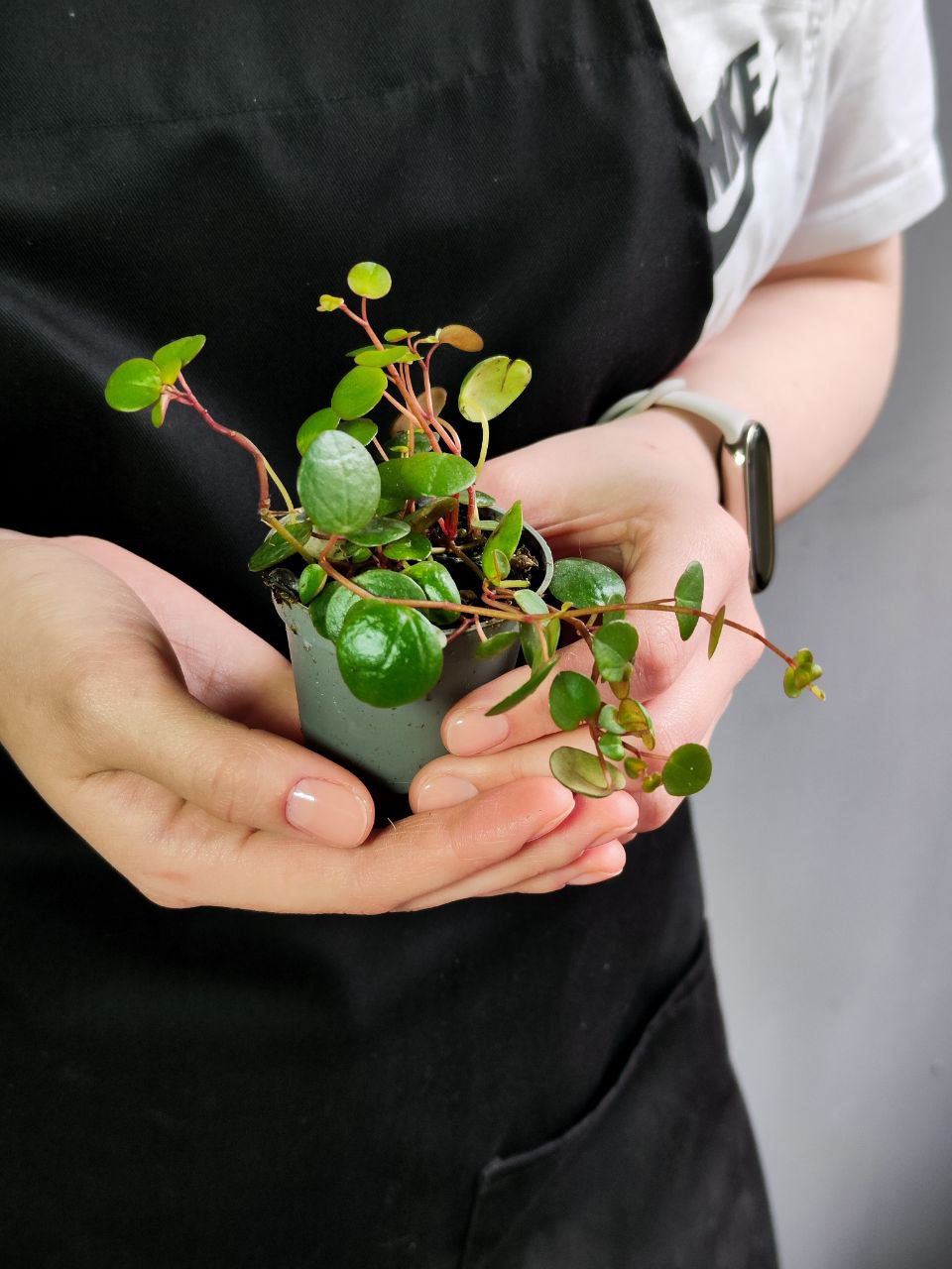Пеперомия Пепперспот (Peperomia Pepperspot) D5см