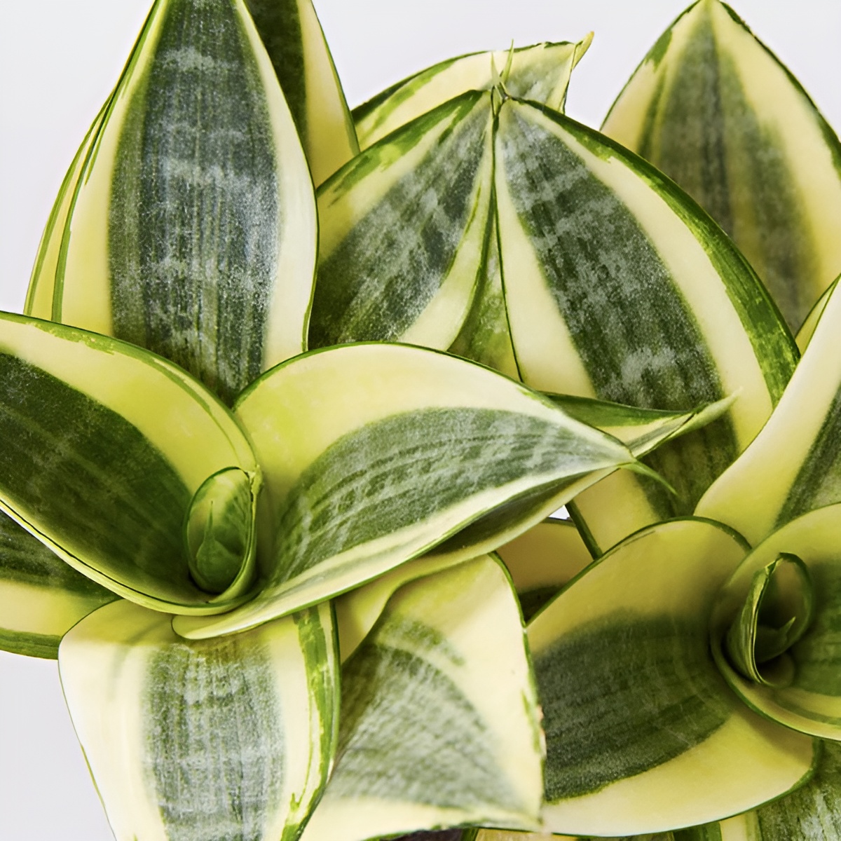 Сансевиерия Ханни Голден (Sansevieria Hahnii Golden) D6см