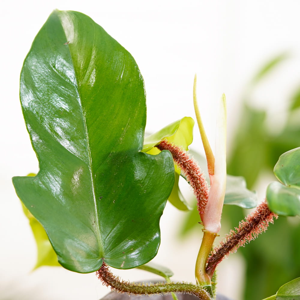 Филодендрон Сквамиферум (Philodendron Squamiferum) D6см