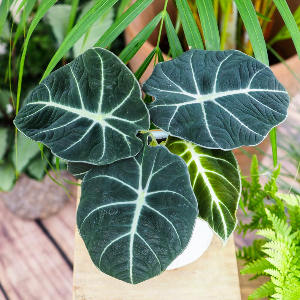 Алоказия Блэк Вельвет (Alocasia Black Velvet) D11см