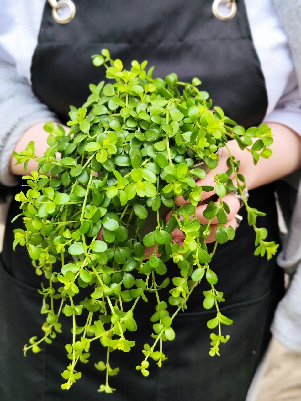 Пеперомия Деппеана (Peperomia Deppeana) D11см