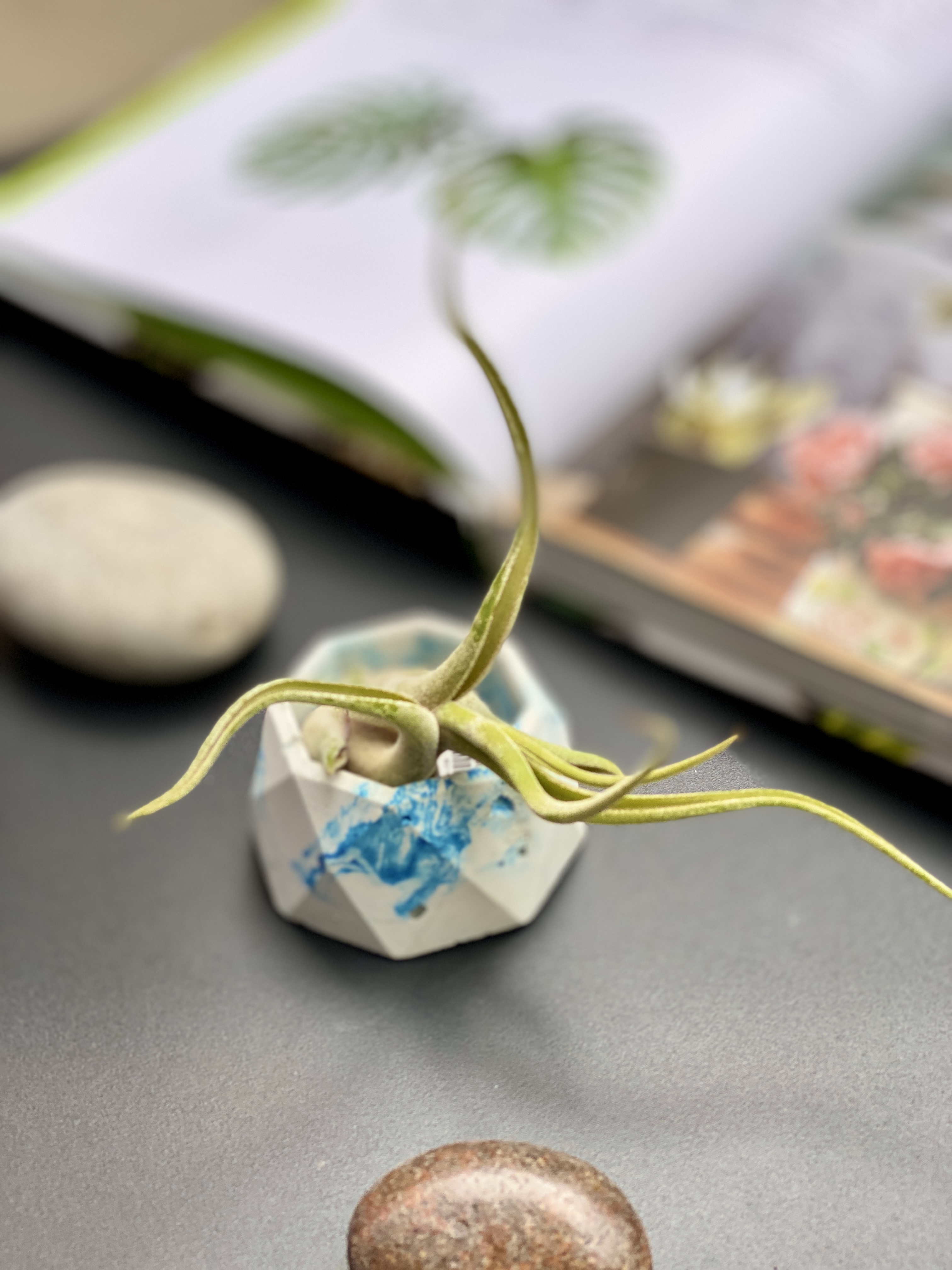Тилландсия Голова Медузы (Tillandsia Caput Medusae)