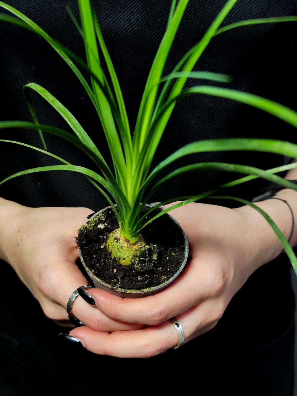 Нолина Бокарнея (Beaucarnea Nolina) D6см