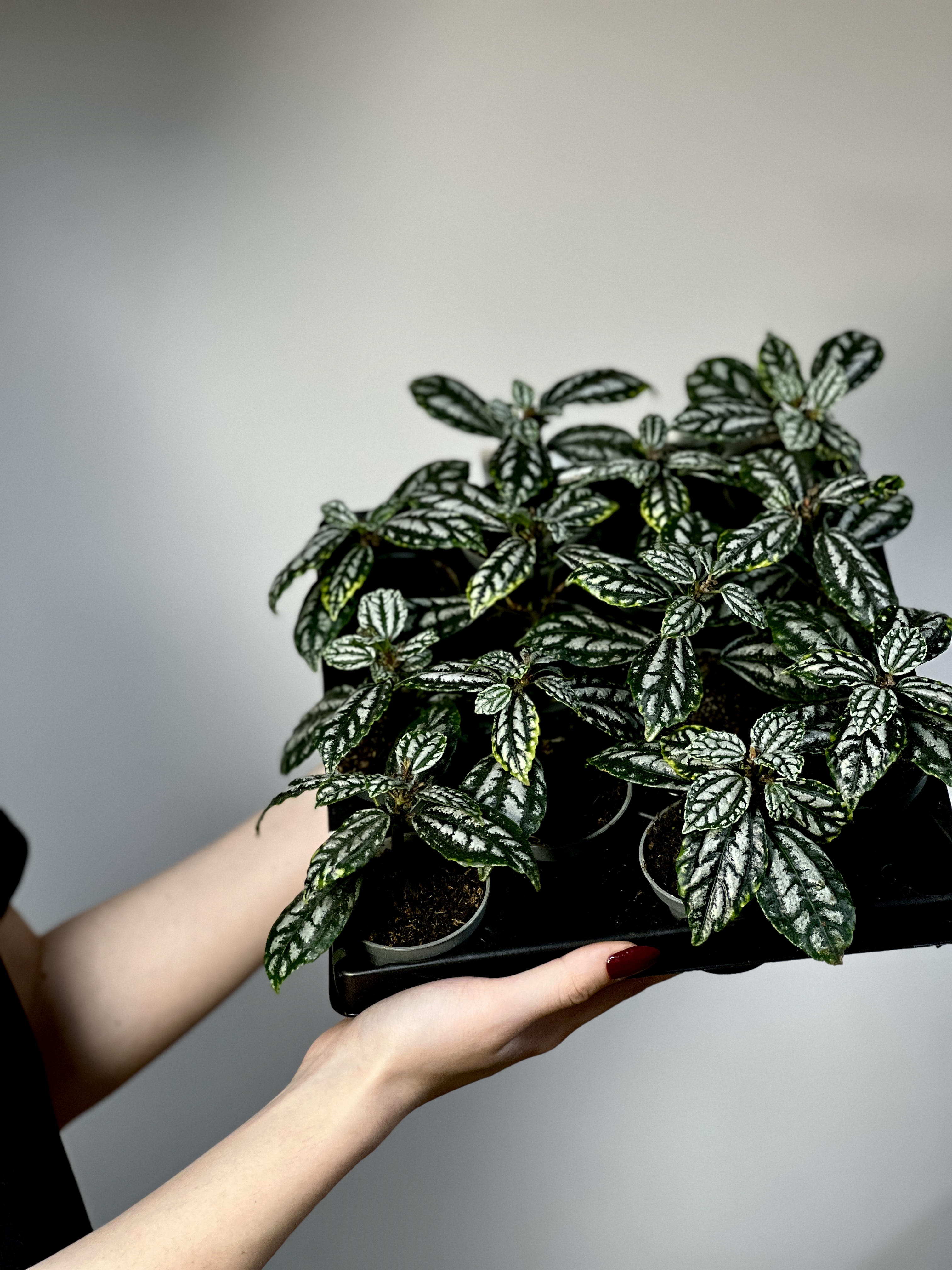 Пилея Арбузная Кадье (Pilea Cadierei) D6см