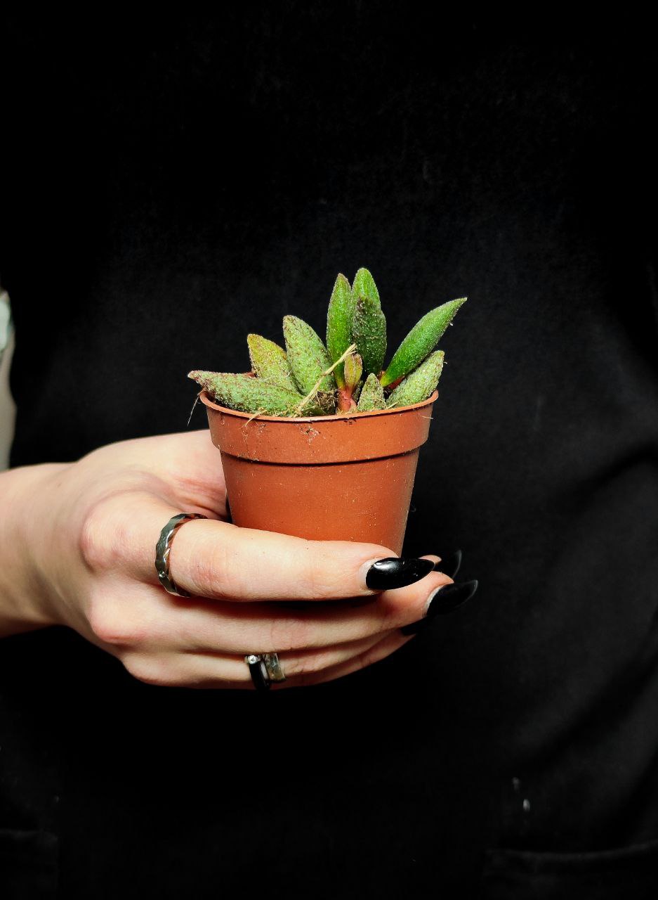 Адромискус Мариане Антидоркатум (Adromischus Marianae Antidorcatum) D5см