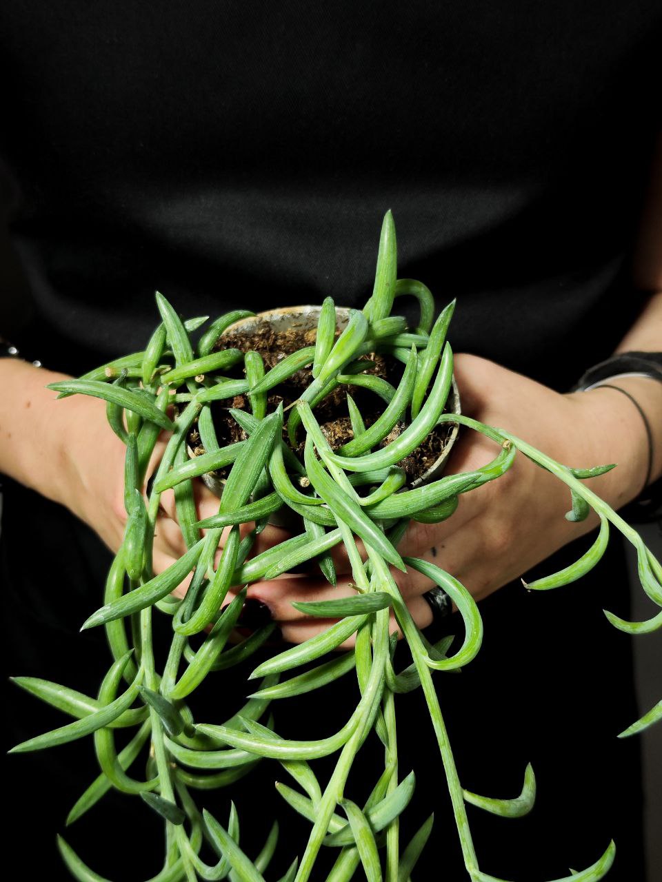 Крестовник "Рыболовные Крючки" (Senecio String of Fishhooks) D8,5см