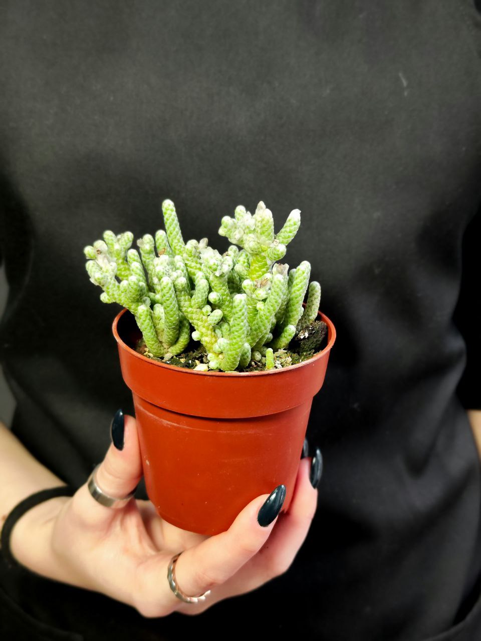 Авония Рекурвата (Avonia Recurvata) D8,5см