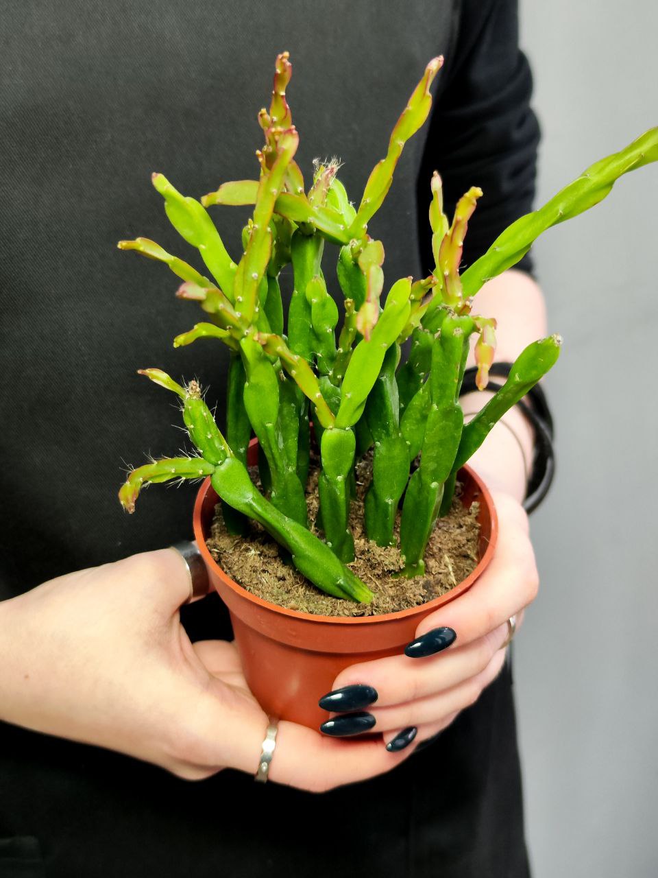 Рипсалис Парадокса (Rhipsalis Paradoxa) D8,5см