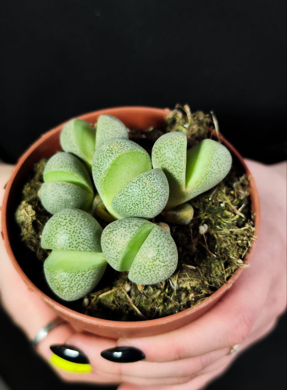 Плейоспилос Нелли Грин (Pleiospilos Nelii Green) D8см