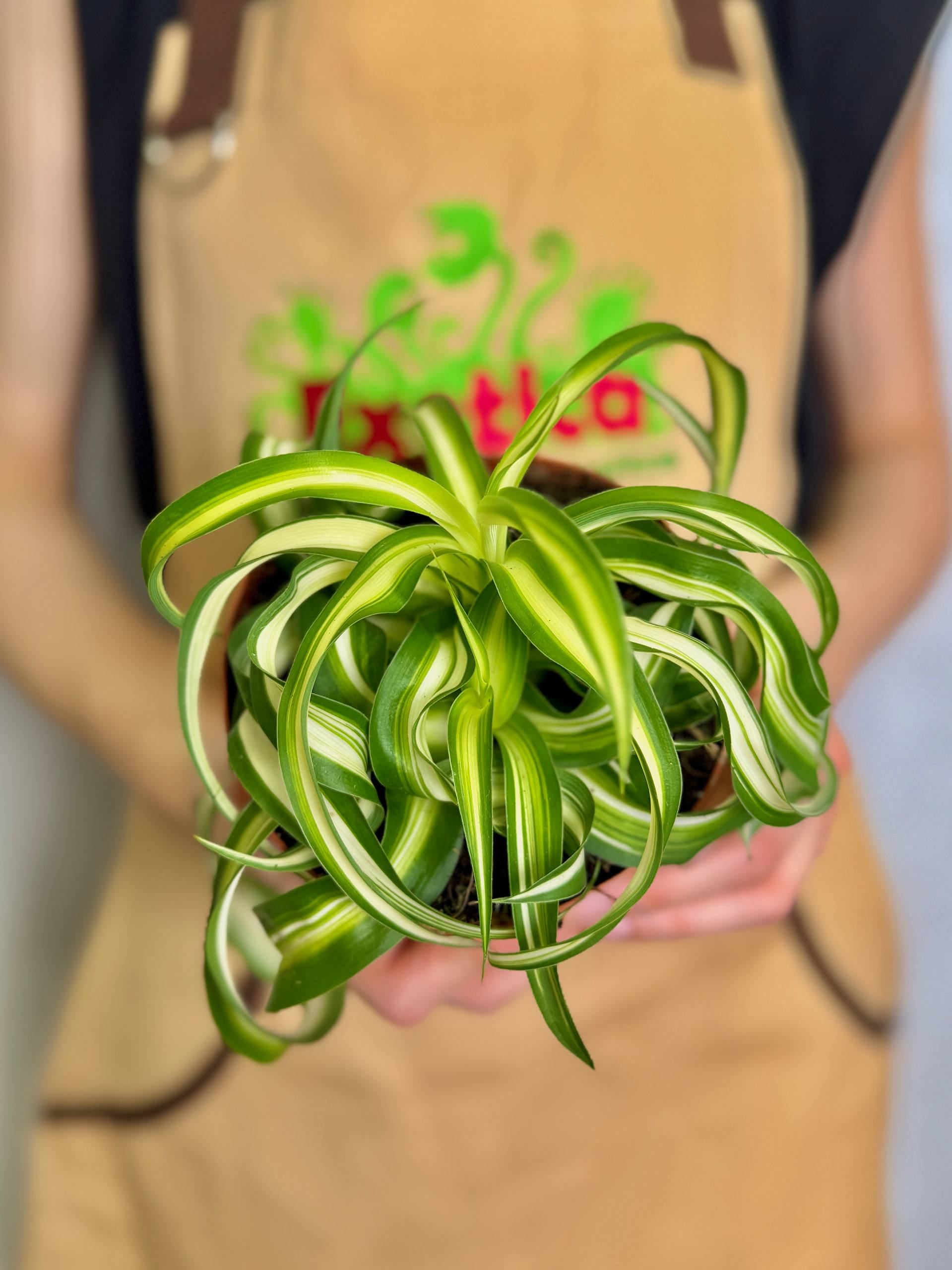 Хлорофитум Бонни Кудрявый (Chlorophytum Bonnie Variegata) D12см