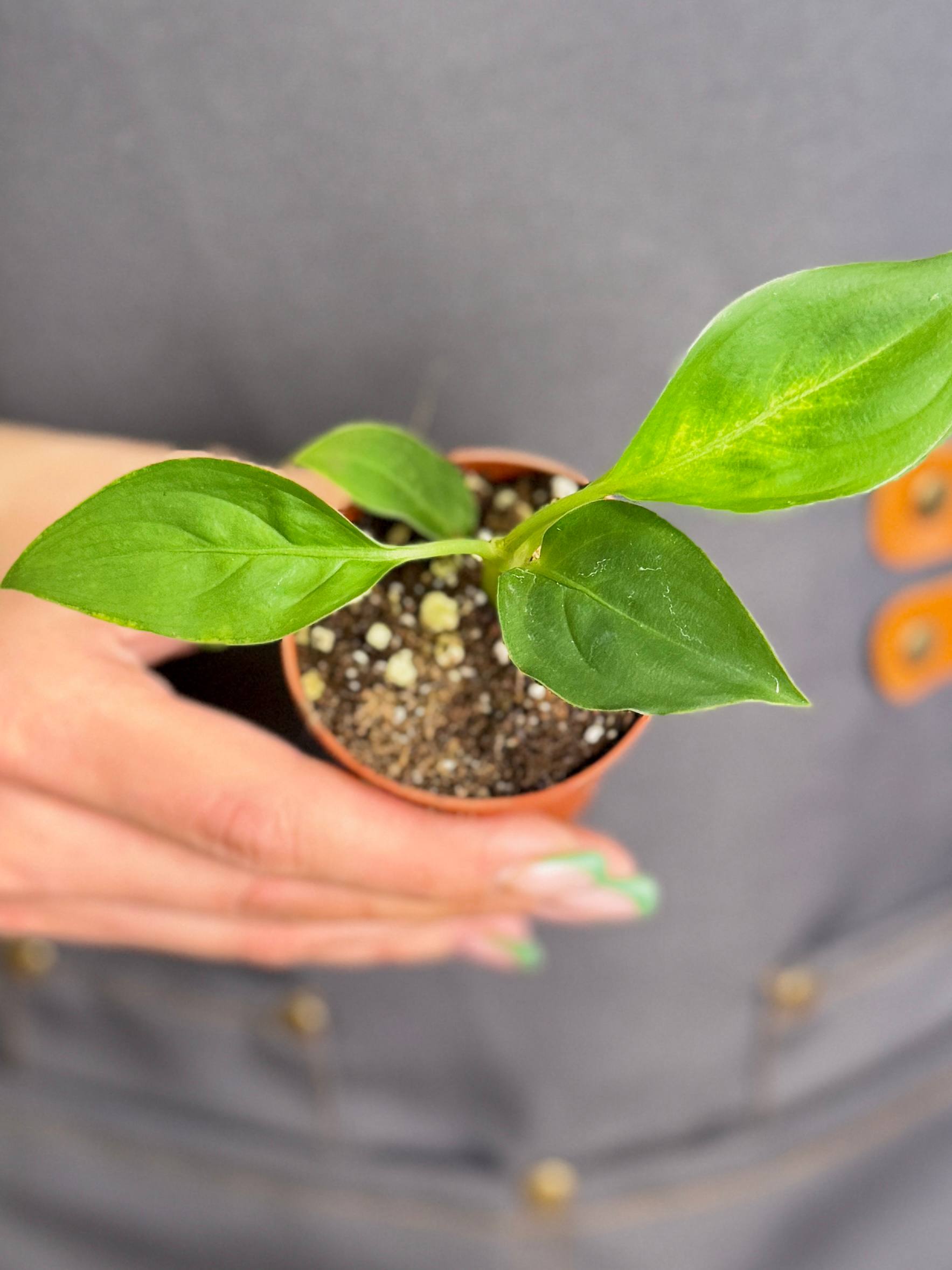 Диффенбахия Тропик Марианна (Dieffenbachia Tropic Marianne) D6см