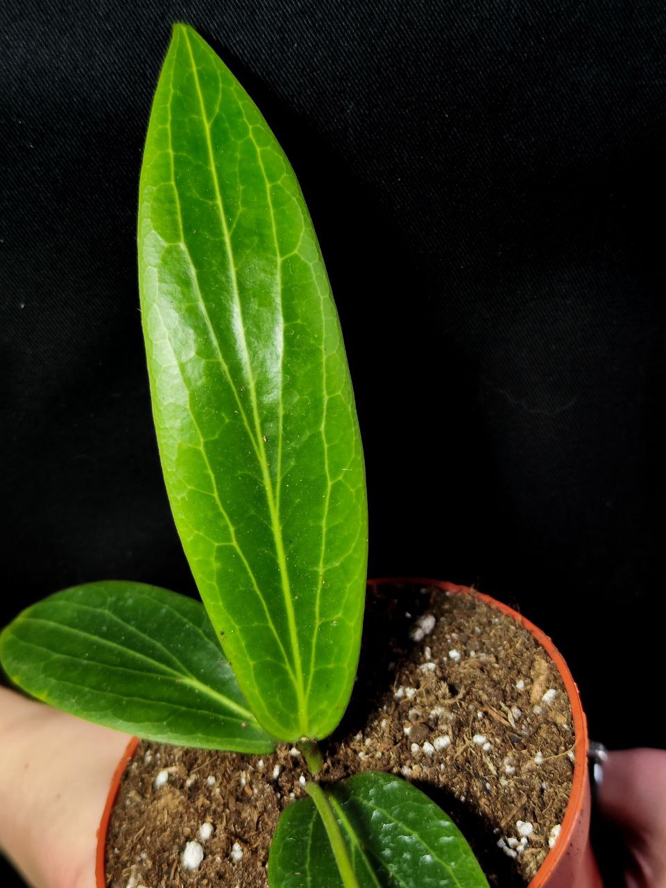 Хойя Солгимиана (Hoya Soligamiana) D10см
