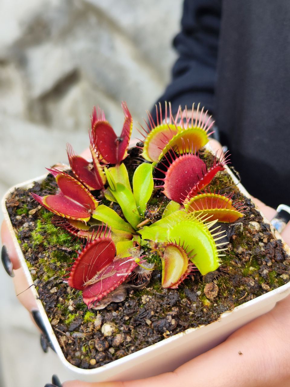 Венерина Мухоловка СД Кронос (Dionaea Muscipula Sd Kronos) D9см