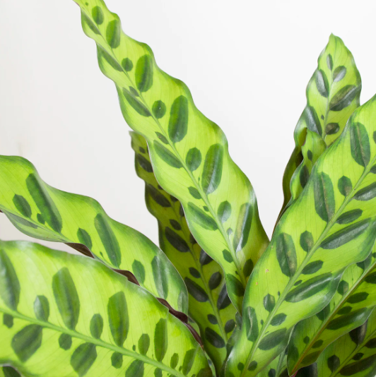 Калатея Лансифолия (Calathea Lancifolia) D6см