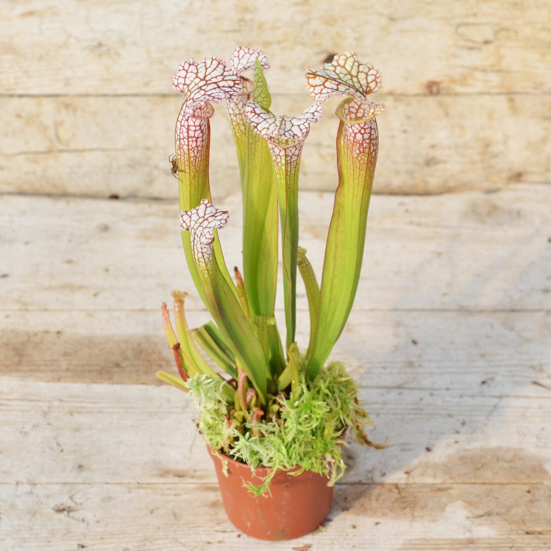 Саррацения Лейкофилла Красная (Sarracenia Leucophylla Red) D9см
