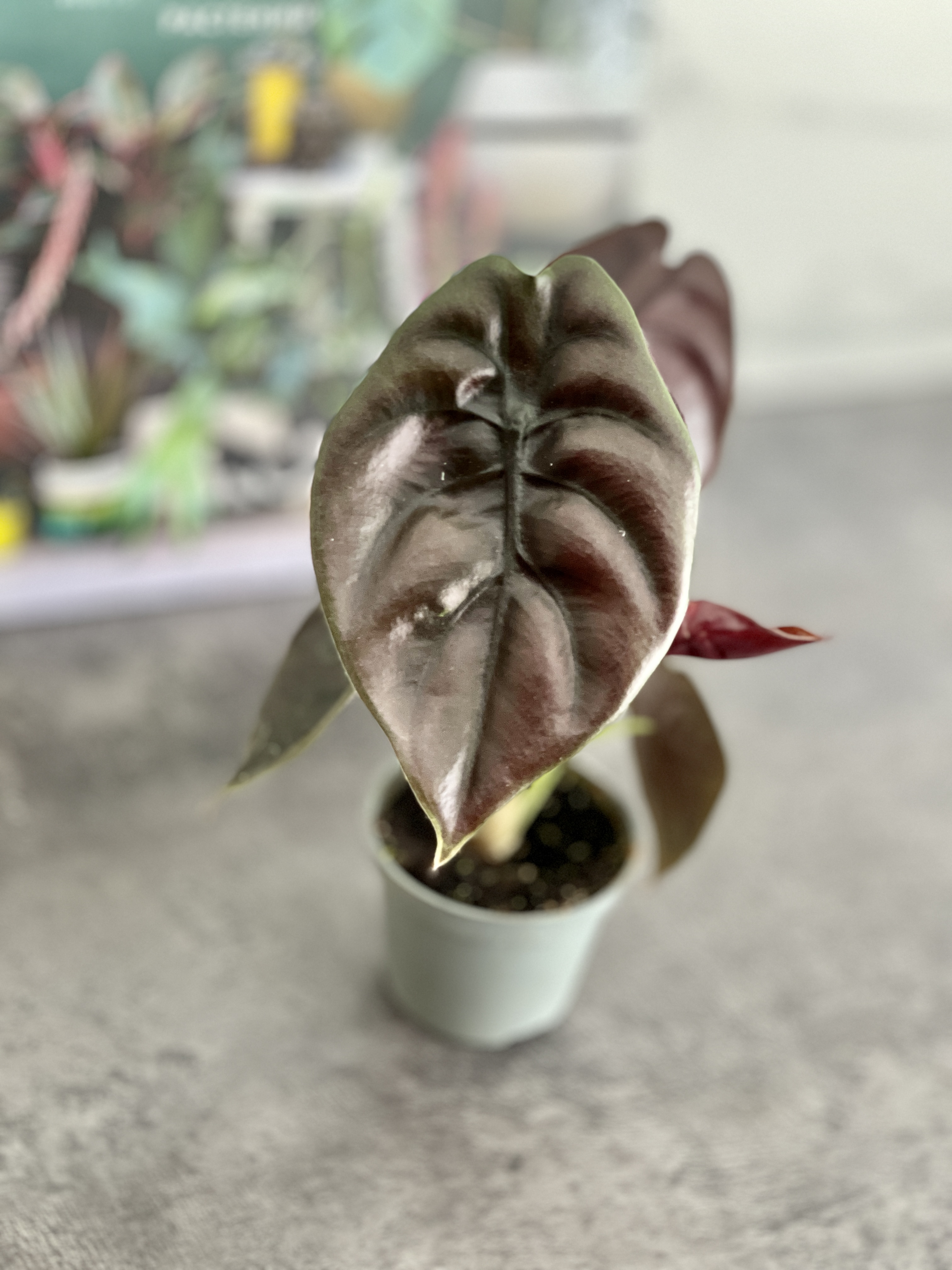 Алоказия Купера Ред Секрет, Купрея (Alocasia Cupera Red Secret) D6см