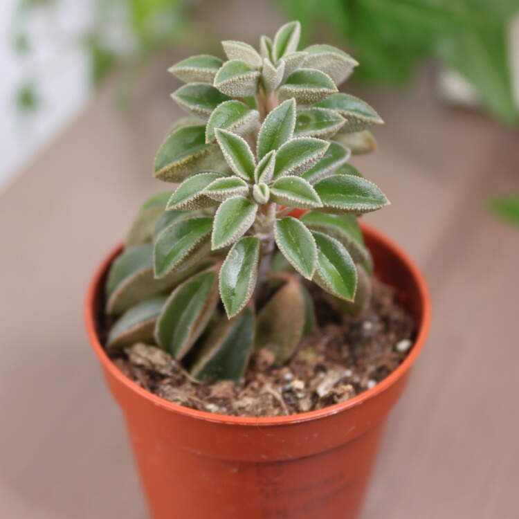 Пеперомия Асперула (Peperomia Asperula) D5см